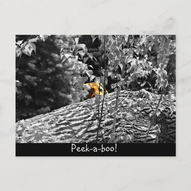 Tiger Peek-a-boo vykort (Framsida)