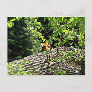 Tiger Peek-a-boo-vykort Vykort