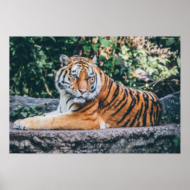 Tiger Photo Poster (Framsidan)