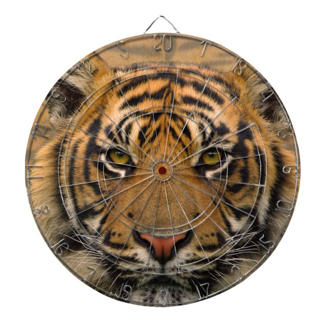 Tiger Piltavla (Framsidan)