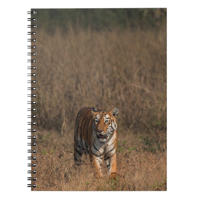TIGER PORTRÄTT ANTECKNINGSBOK (Framsidan)