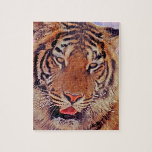 Tiger Porträtt foto med solnedgång Pussel