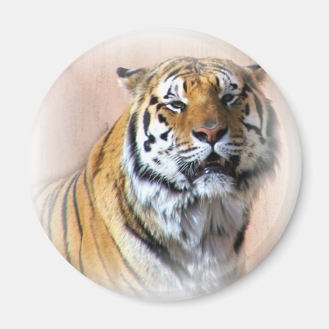 Tiger porträtt magnet (Framsidan)