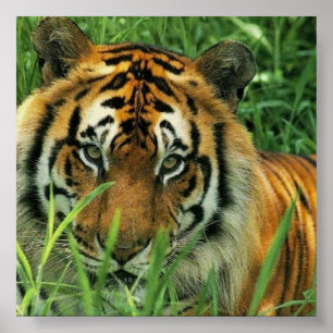 Tiger Porträtt Poster