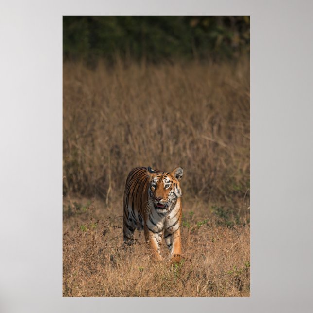 TIGER PORTRÄTT POSTER (Framsidan)