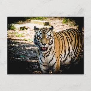 Tiger Post Vykort