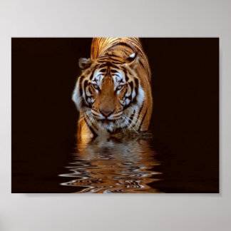 TIGER POSTER