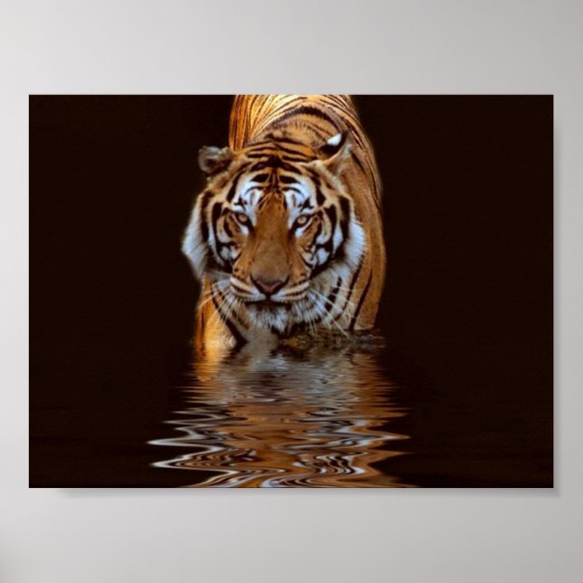 TIGER POSTER (Framsidan)