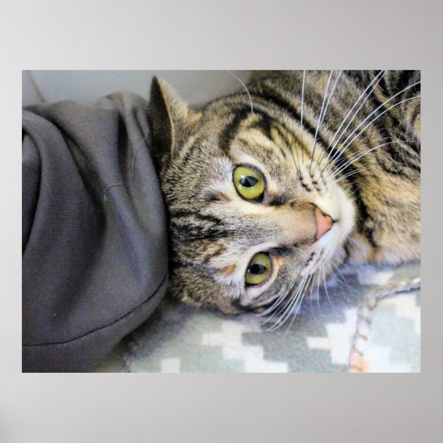 Tiger Poster (Framsidan)