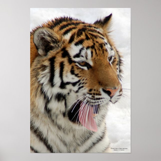 Tiger Poster (Framsidan)