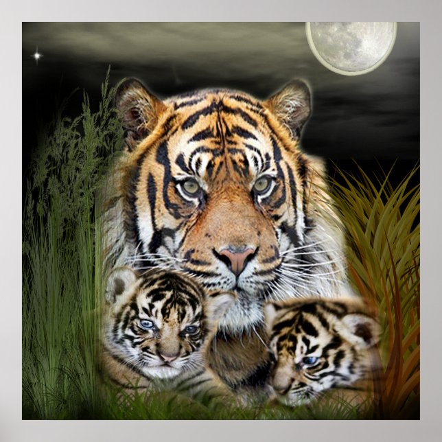 Tiger Poster (Framsidan)