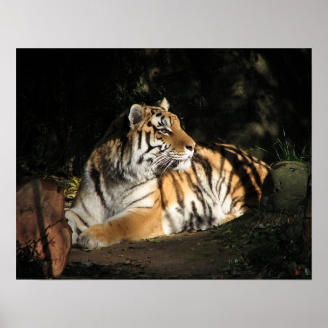 Tiger Poster (Framsidan)