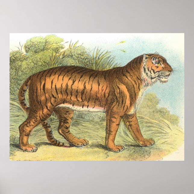 Tiger Poster (Framsidan)