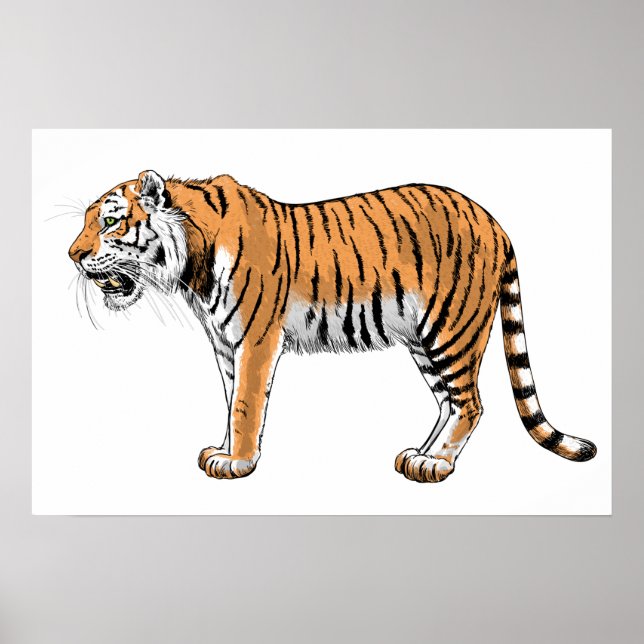 Tiger Poster (Framsidan)