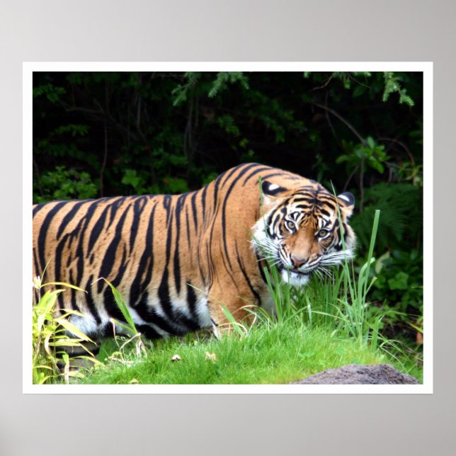 Tiger Poster (Framsidan)