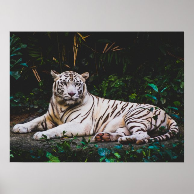 Tiger Poster (Framsidan)