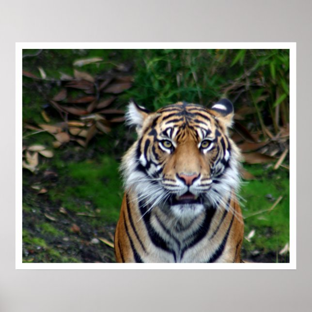 Tiger Poster (Framsidan)