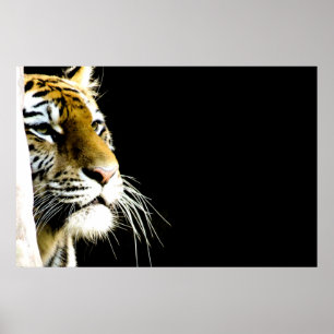 Tiger Poster
