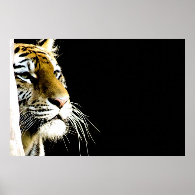 Tiger Poster (Framsidan)
