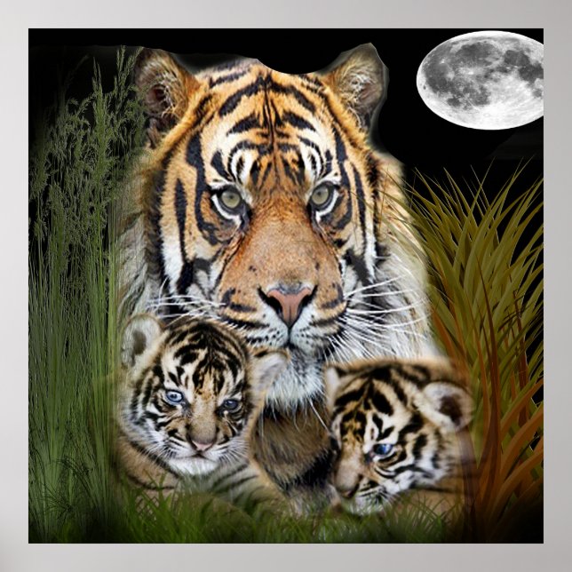 Tiger Poster (Framsidan)