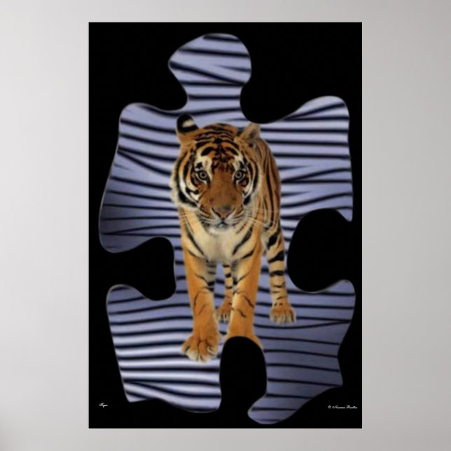 Tiger Poster (Framsidan)