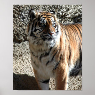 Tiger Poster