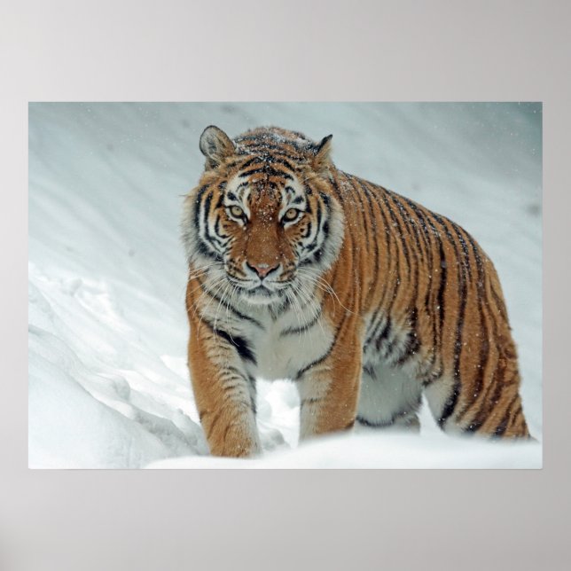 Tiger Poster (Framsidan)
