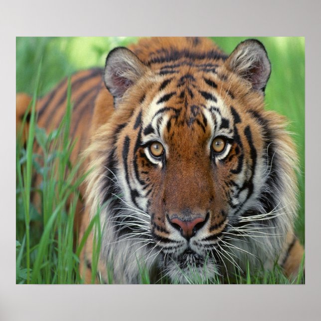 Tiger Poster (Framsidan)
