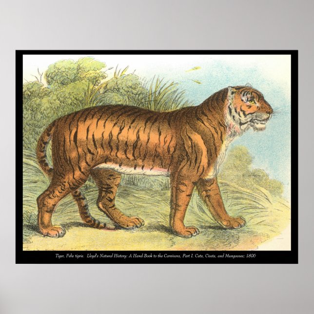 Tiger Poster (Framsidan)