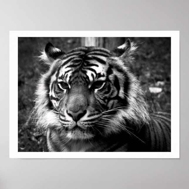Tiger Poster (Framsidan)