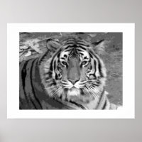 Tiger Poster med White Gräns