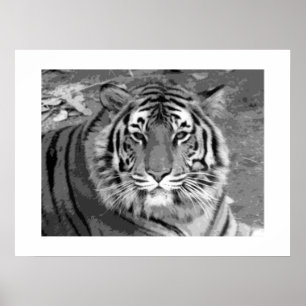 Tiger Poster med White Gräns