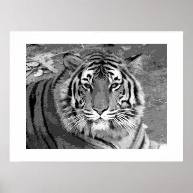 Tiger Poster med White Gräns (Framsidan)