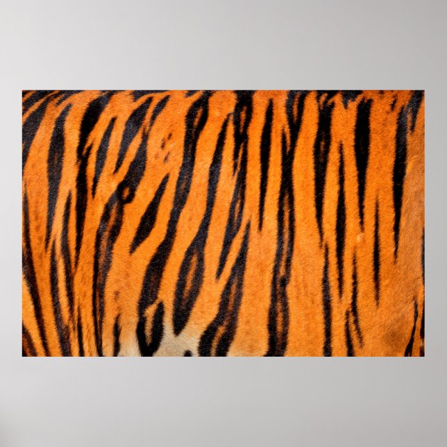 Tiger print struktur poster (Framsidan)
