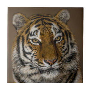Tiger-profil Kakelplatta