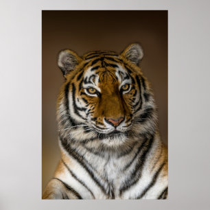 Tiger-profil Poster
