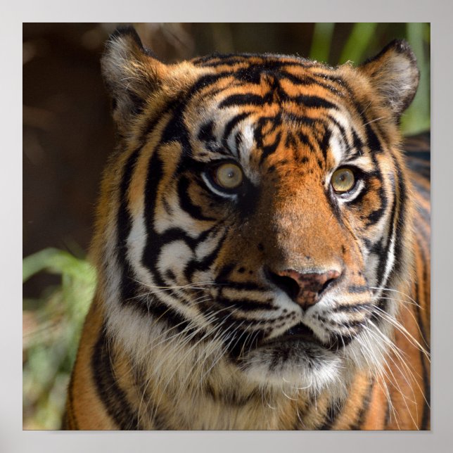 Tiger-profil Poster (Framsidan)