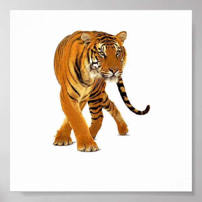 Tiger Prowl Poster (Framsidan)