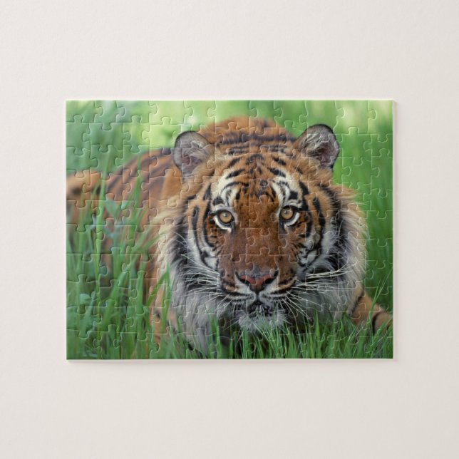 Tiger Pussel (Horisontell)