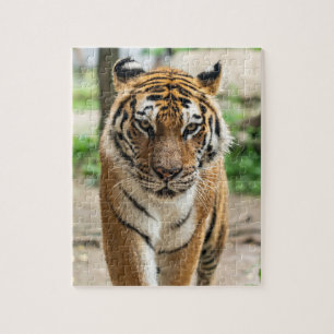 Tiger Pussel
