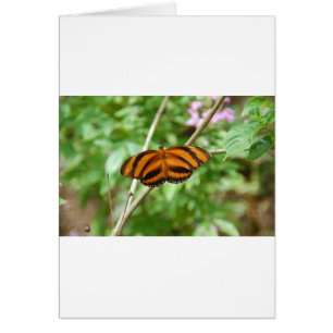 Tiger Rand Butterfly Hälsningskort