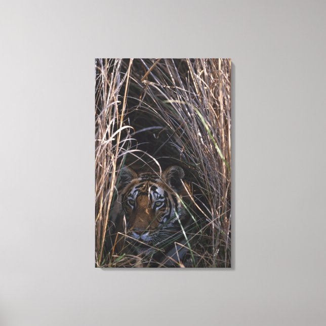 Tiger Reclines in Tall Grass Canvastryck (Framsida)