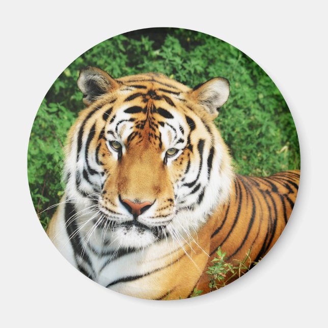 Tiger Relaxing Magnet (Framsidan)