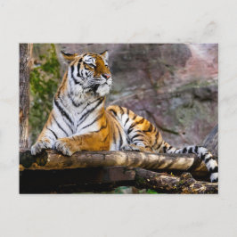 Tiger Relaxing Vykort