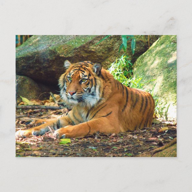 Tiger Rester efter Sten Vykort (Framsida)