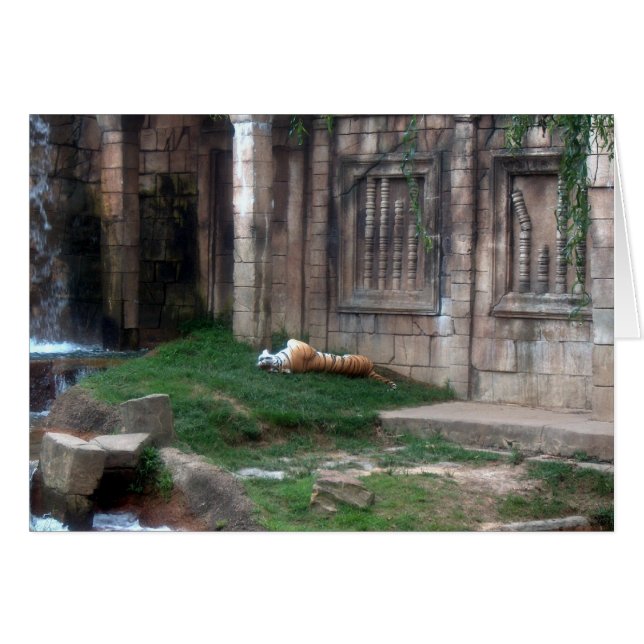 Tiger Roll Hälsningskort (Framsidan Horizontal)