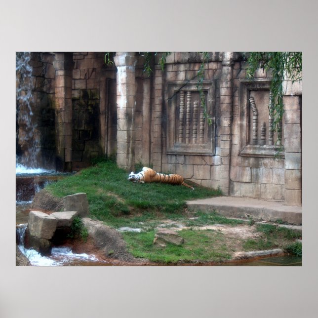 Tiger Roll Poster (Framsidan)