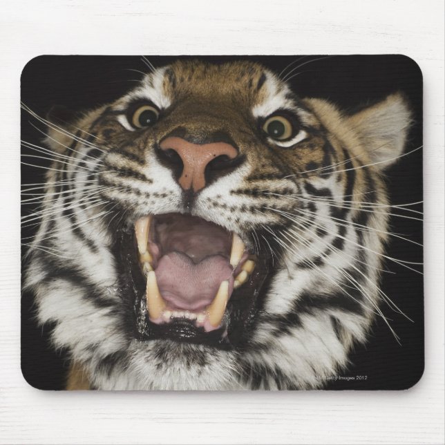 Tiger rosing 2 musmatta (Framsidan)