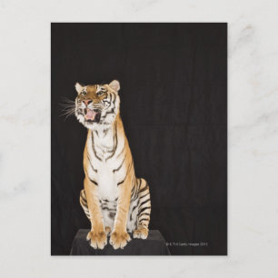Tiger rosing vykort