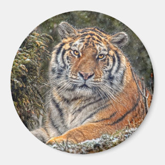 Tiger Royal 3-tums magnet